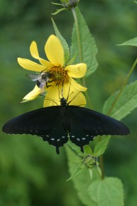 Black Butterfly and bee These butterflies were EVERYWHERE on the Blue Ridge Parkway. Amy took many photos of the butterflies, and of the bees, but she got both in this photo.