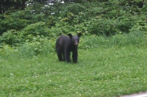 Here is a black bear standing beside the road in the Great Smoky Mountains National Park.  This is the first time that Amy has ever seen a bear in the wild.